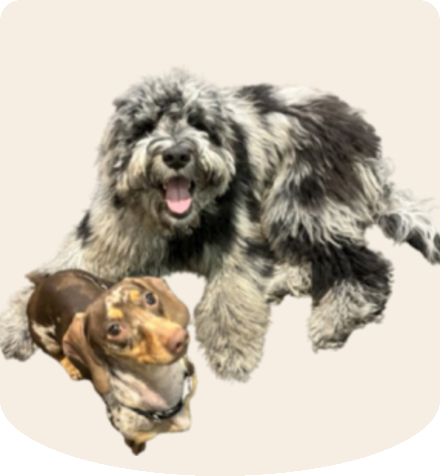Marley and Bruce, therapy dogs